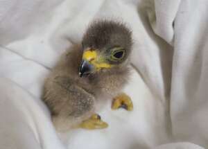 Roadside hawk chick