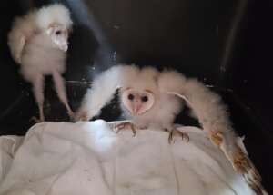 Barn owl nestlings