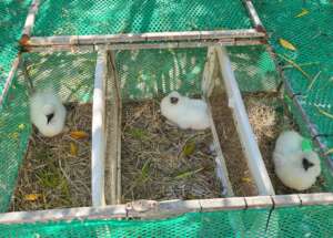 Red-foot booby chicks