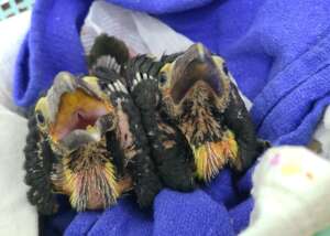 Aracari nestlings
