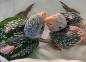 White-fronted parrot nestlings
