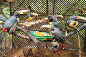 Collared aracari releases