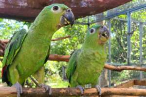 Northern Mealy parrots
