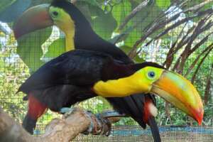 Keel-billed toucans