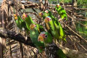 White-fronted parrot intakes