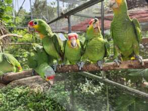 Hand-feeding red-lored babies