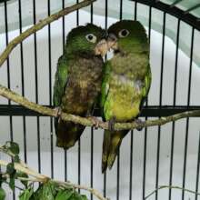 Two olive-throated parakeet fledglings