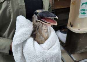 Boaty McBoatface (boat-billed heron)