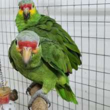 Two surrendered parrots