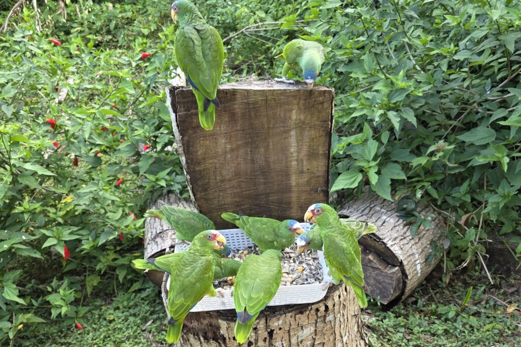 Newly released white-fronts finding their feet