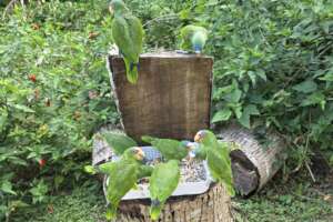 Newly released white-fronts finding their feet