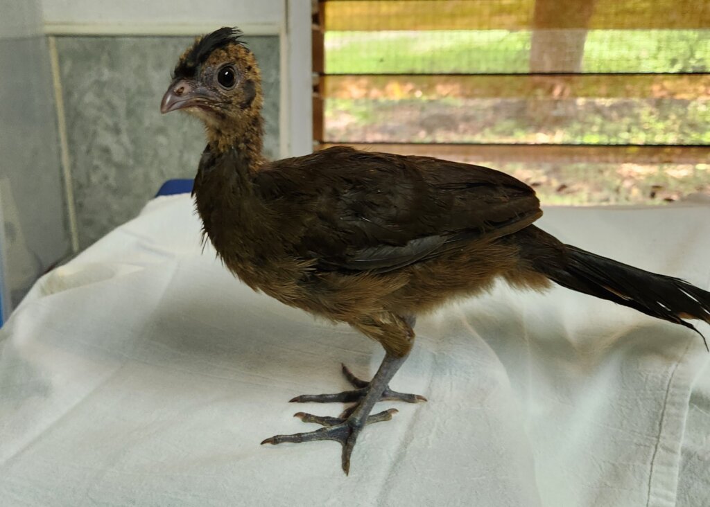 Chachalaca chick, hand-raised and released