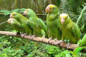 Graduating Class of 2024 yellow-head chicks