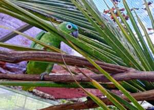 Blue-head (Mealy) Amazon