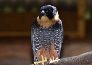 Just about to be released - Bat falcon