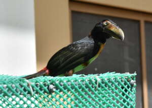 Aracari being 'soft-released' at BBR