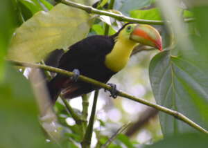Released keel-billed toucan