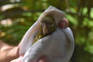 Last check for this parakeet before release