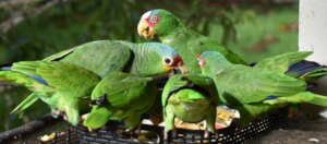 Released parrots at BBR