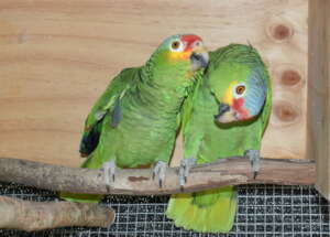 Two of our latest parrot intakes