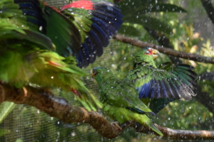 Bathing white-fronted parrots