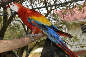 Scarlet macaw juvenile