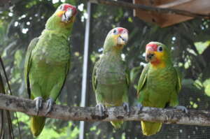 Red-lored Amazon fledglings at BBR