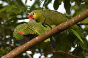 Released red-lored with baby