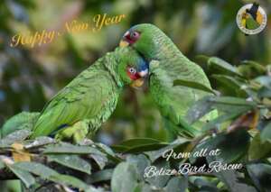 Happy New Year!