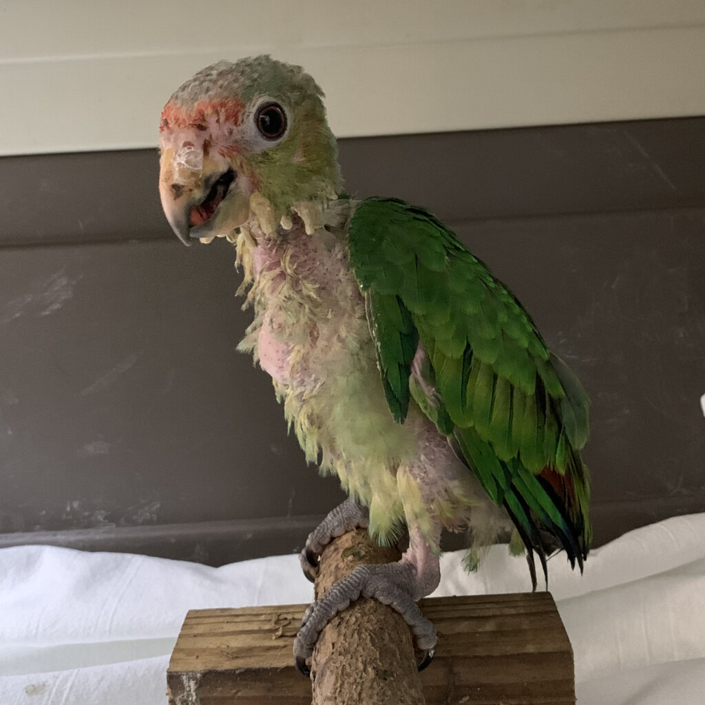 Bubbles - confiscated red-lored parrot