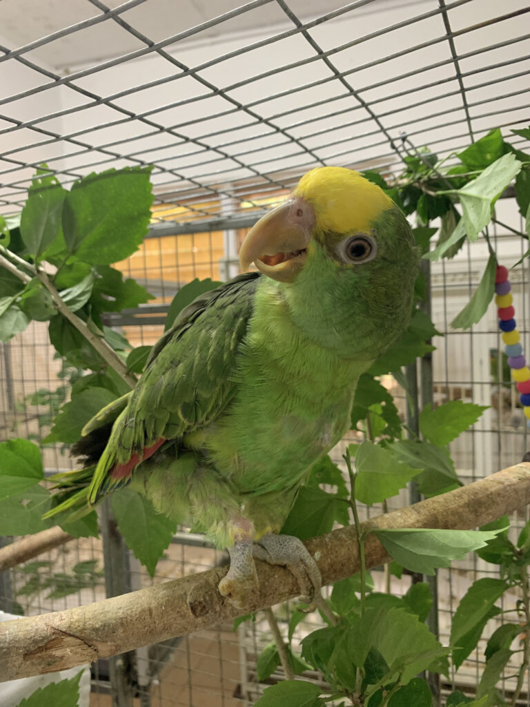 Yellow-head fledgling - New Intake LJ