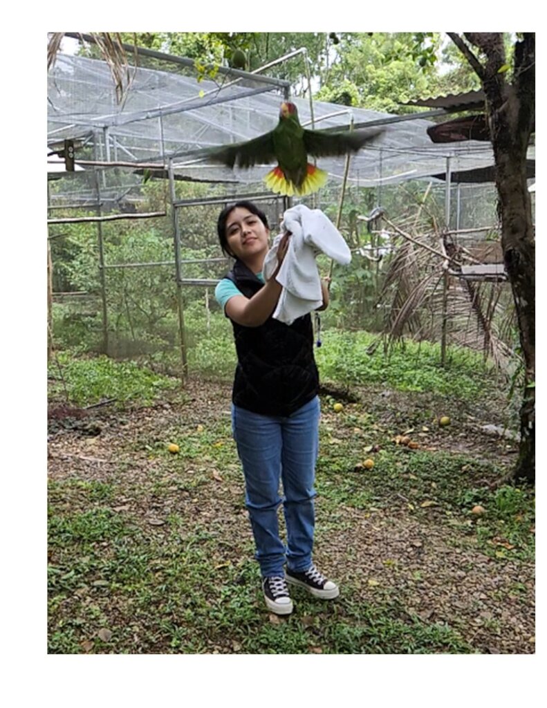 Releasing Red-lored parrots