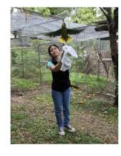 Releasing Red-lored parrots