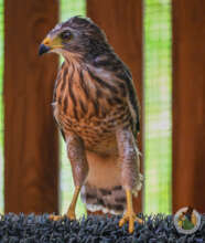 Roadside hawk fledgling
