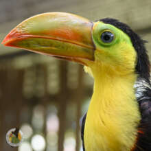 Keel-billed toucan