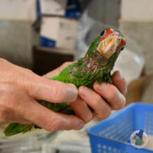 White-fronted parrot