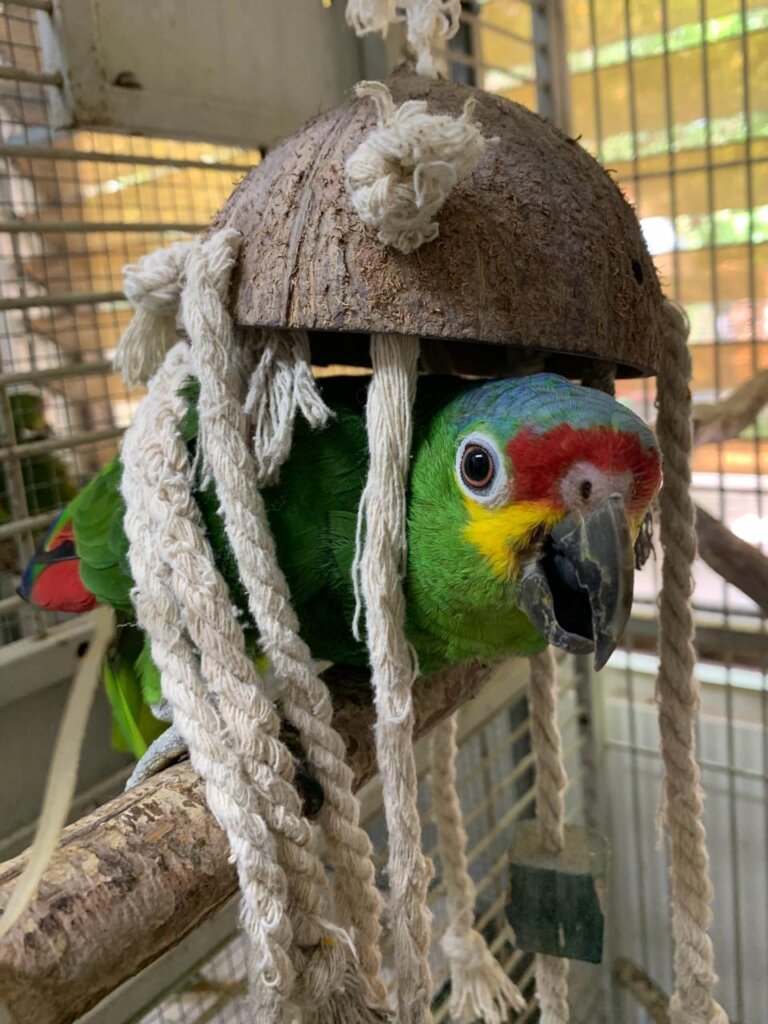 Pete - One of our Sanctuary Parrots