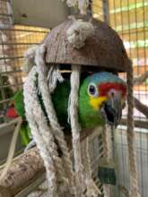 Pete - One of our Sanctuary Parrots