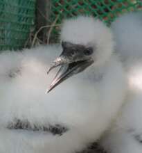 Red-footed booby chick (credit: Patty Johnson)