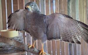 Grey hawk patient at The Raptor Sanctuary