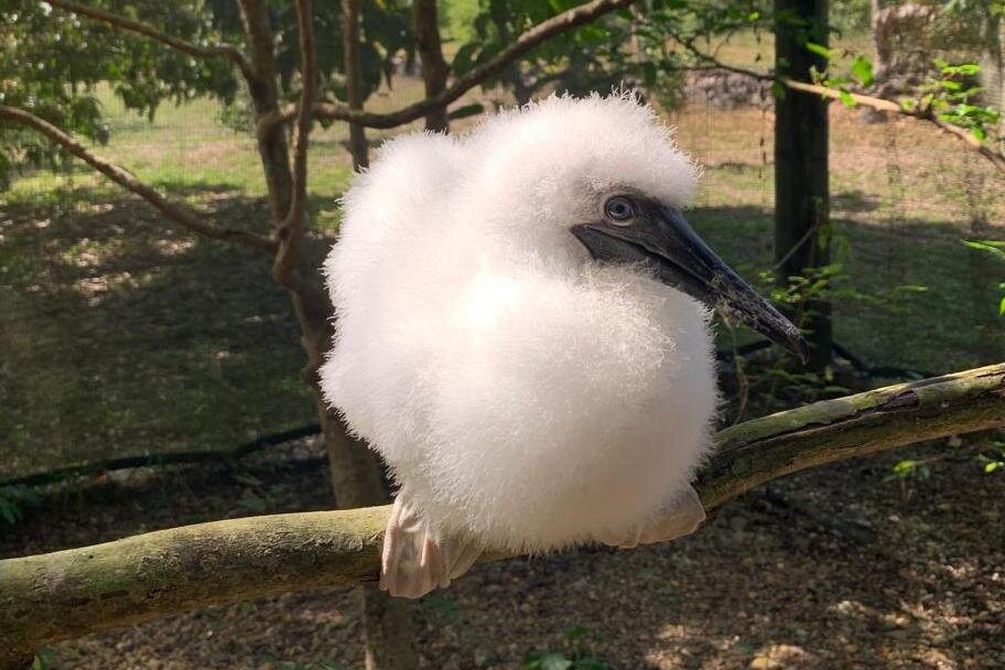 Nestling red-footed booby at BBR