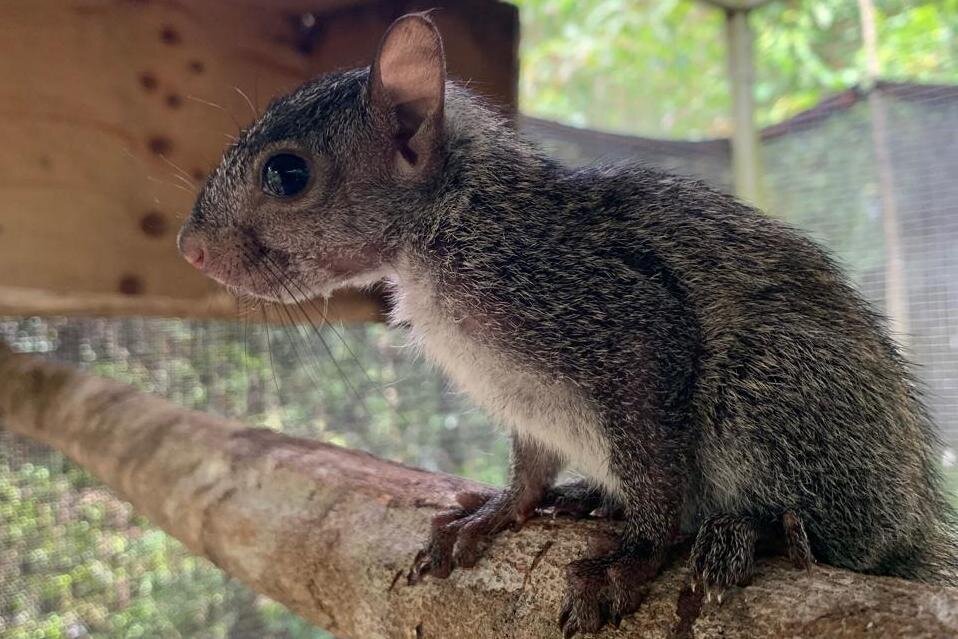 Baby squirrel at BBR