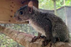 Baby squirrel at BBR