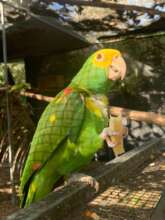 Surrendered Yellow-headed Amazon Parrot