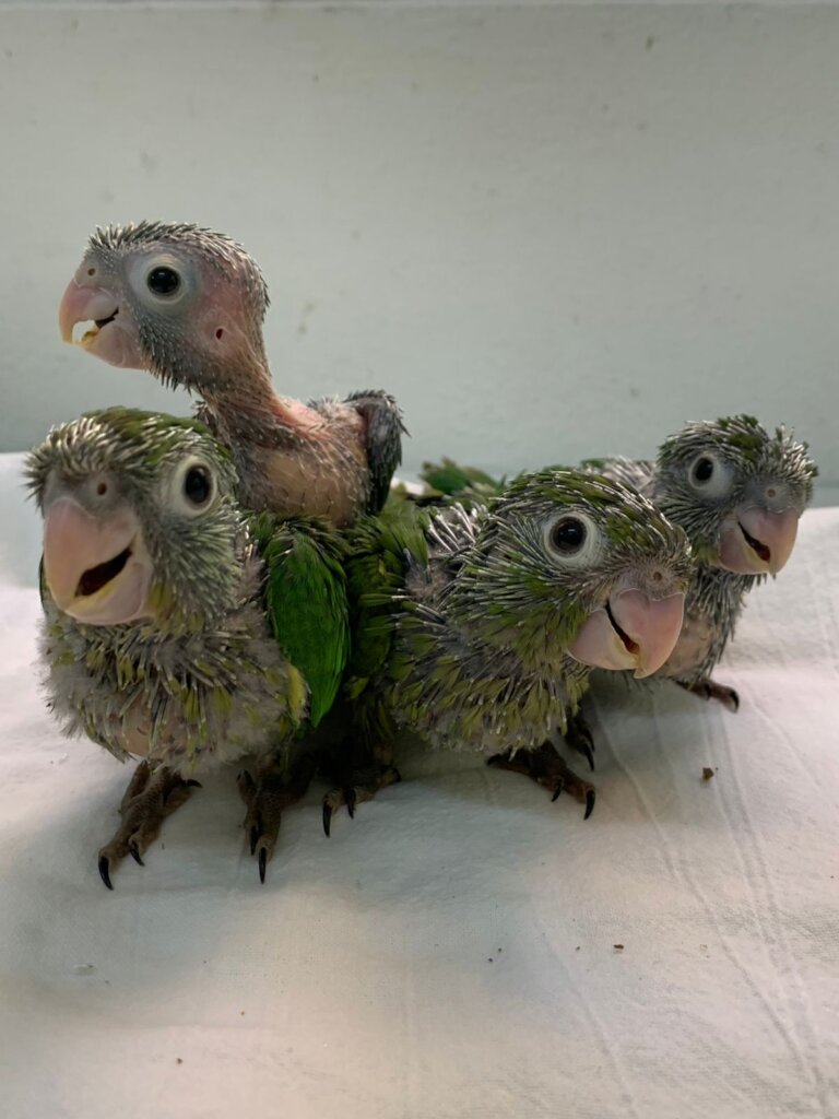 Baby Olive-throated Parakeets