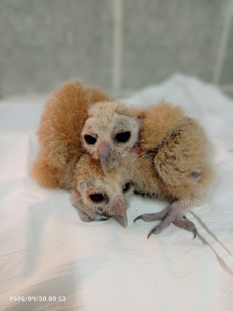 Baby Mottled Owls