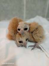 Baby Mottled Owls
