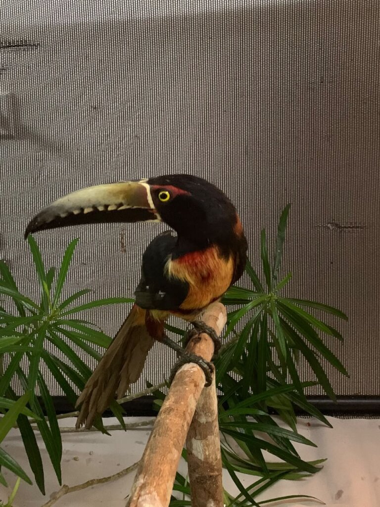 Collared Aracari Recovering from Wing Injury