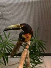 Collared Aracari Recovering from Wing Injury