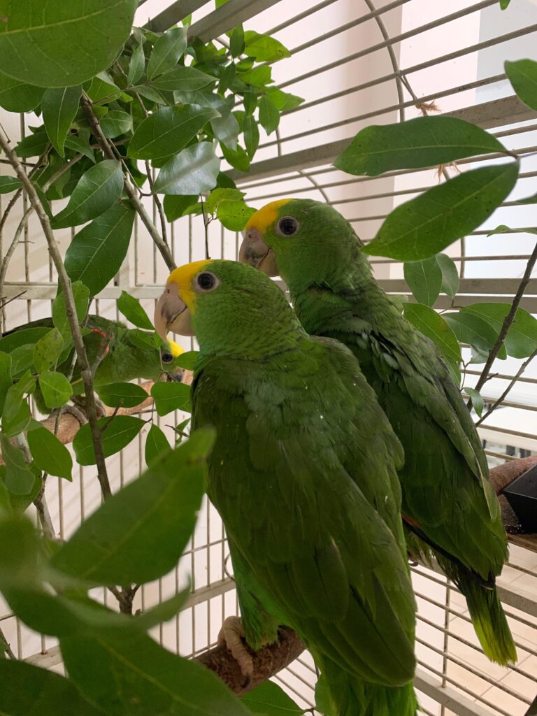 Baby Yellow-headed Amazons